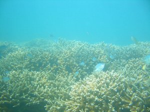 埋め立てられた泡瀬の生きもの達の供養式