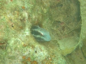 埋め立てられた泡瀬の生きもの達の供養式