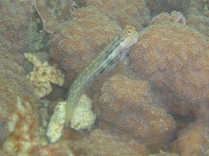 埋め立てられた泡瀬の生きもの達の供養式