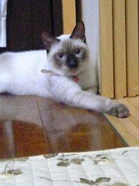 始めまして(*^_^*) 2007/10/26 12:46:16