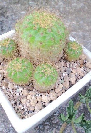 ~植物~