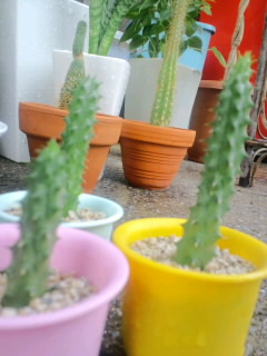 ~植物~
