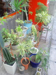 ~植物~