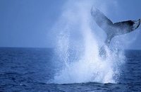 クジラの生態：ペダンクルスラップ。
