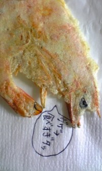 海老 2007/11/08 00:07:59