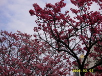 桜の花色の不思議