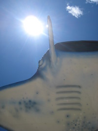 マンタ飛ぶ空 2008/08/10 00:06:52