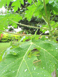 恵みの雨 2008/10/17 10:43:20