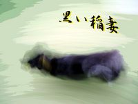 黒い稲妻、ビーズ♪
