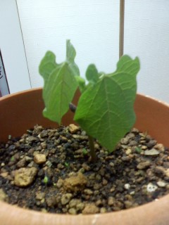 ☆発芽☆