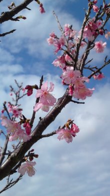 沖縄の2月