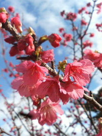 桜咲く〜