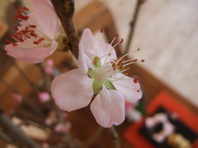 桃の花♪
