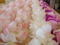 お花いろいろ♪ 2011/10/07 21:23:43