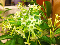 いい香り・・・♪ 2011/10/19 20:54:56