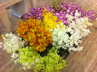 大量入荷♪ 2011/08/25 22:51:05