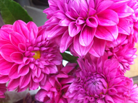 お花いろいろ♪ 2011/09/27 09:06:10