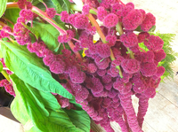 お花いろいろ♪ 2011/09/13 08:39:26