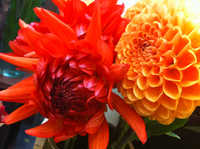 お花いろいろ♪ 2011/10/18 09:13:16