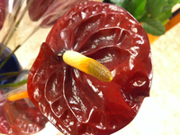 好きな花・・・♪ 2011/08/18 09:11:41