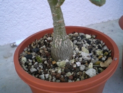 観葉植物