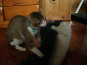 猫の行動