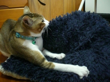 猫の行動
