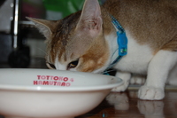朝ごはん