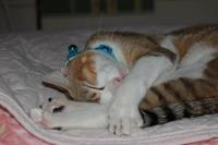 居眠り中♪