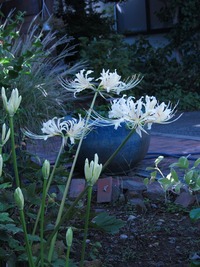 秋来ぬと・・・見えるわいな。 2012/09/27 01:38:40