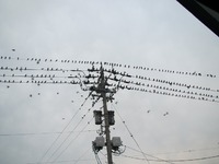 鵺（ぬえ） 2012/10/17 01:01:31