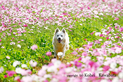 花畑 もの云うすいか