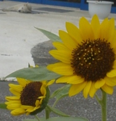 花のある生活＾＾