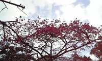 桜咲いた★ 2007/02/02 12:23:44