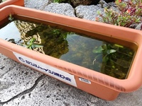 お花がおぼれている！！ 2012/04/27 16:42:31