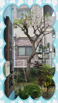 ,゜.:。+゜木の成長,゜.:。+゜ 2020/06/26 08:58:29