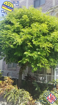 隣の木の伐採 2019/08/29 15:28:20
