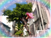 桜咲きました♪(*´艸｀*)♪ 2020/01/22 11:07:40