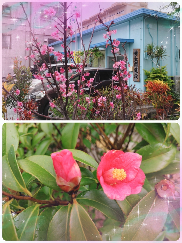 ,゜.:。+゜❀桜❀,゜.:。+゜