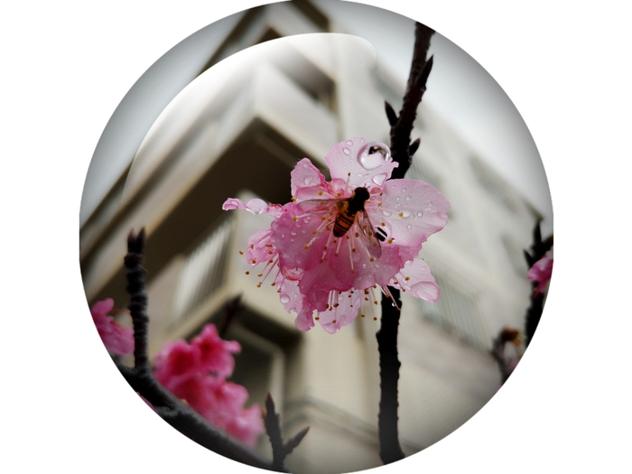 ,゜.:。+゜❀桜❀,゜.:。+゜