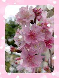 ❀,゜.:。+゜❀桜❀,゜.:。+゜❀ 2021/01/28 15:34:43