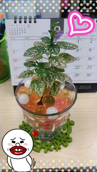 (*´･ｖ･｀)癒し～★ 2018/06/25 14:57:06