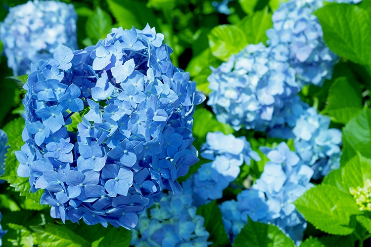 紫陽花　梅雨　夏