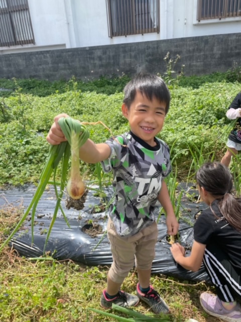 1年生以下で野菜収穫