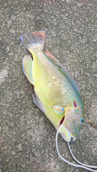 本日の釣果