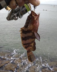 小物釣り最高✨