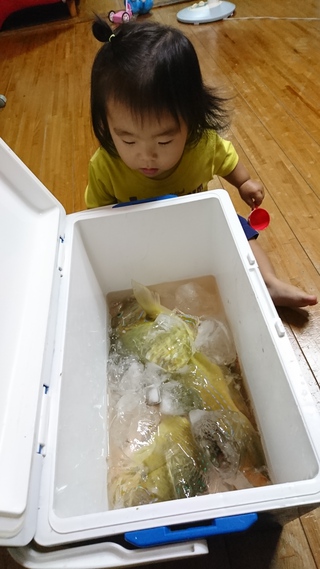 本日の釣果