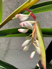 月桃の花