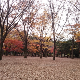 代々木公園