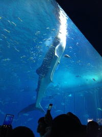 美ら海水族館 2015/08/22 23:56:11